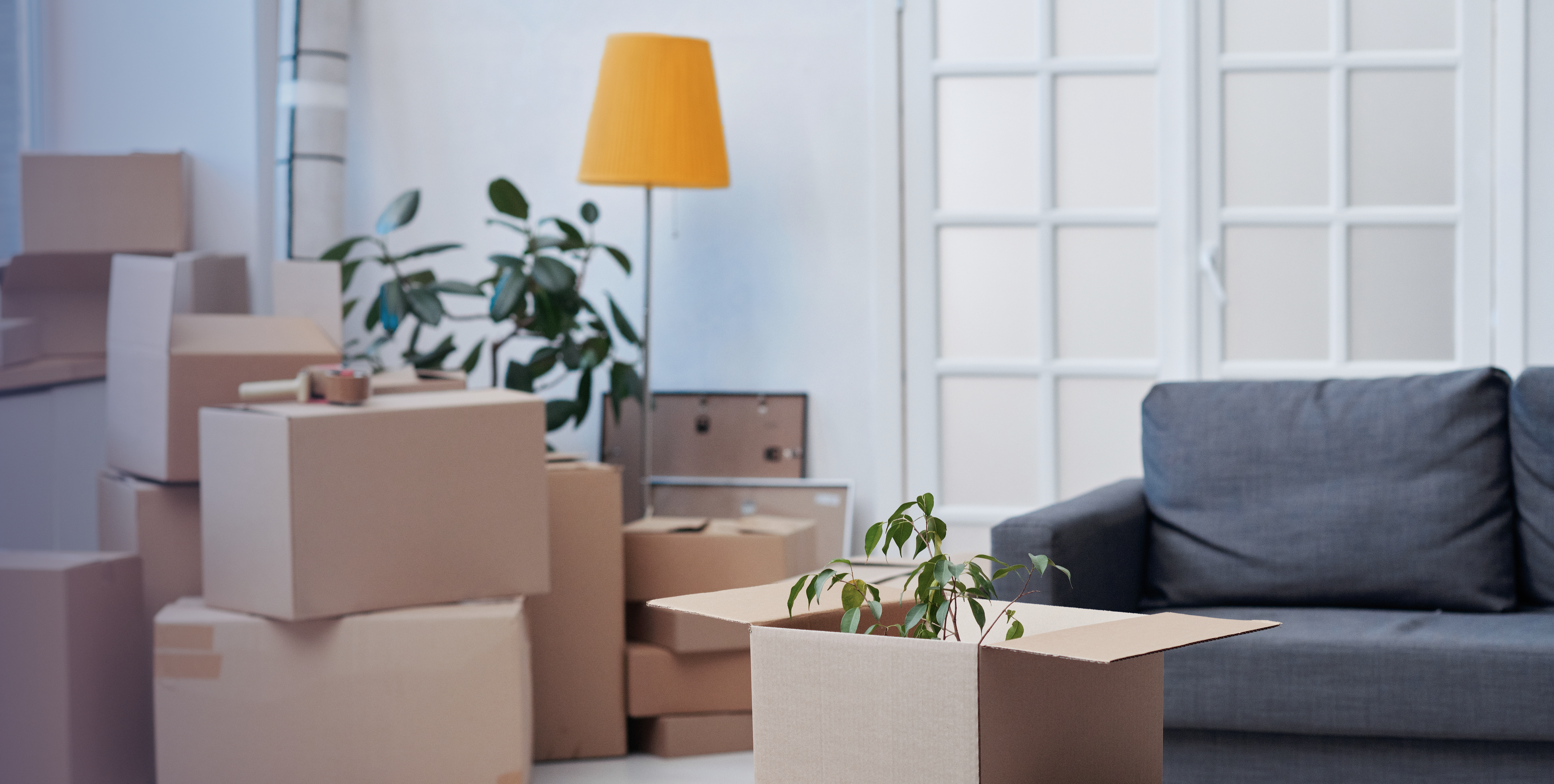 Ein Raum mit vielen Umzugskartons, einer grauen Couch und einer Stehlampe mit einem gelben Lampenschirm. In einem geöffneten Karton ist eine kleine Pflanze zu sehen.