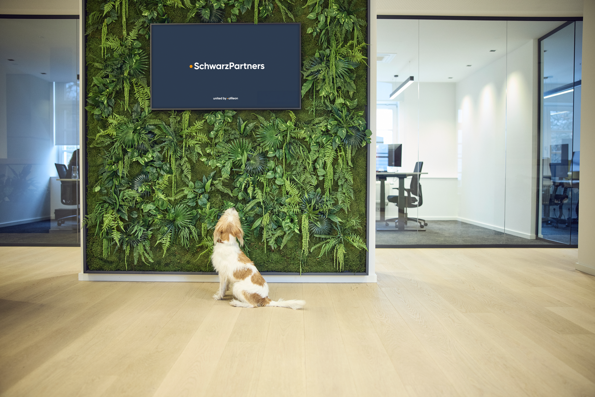 Ein Hund sitzt vor einer grünen, mit Pflanzen bewachsenen Wand in einem modernen Büro und schaut auf einen Bildschirm, der das Logo "SchwarzPartners" zeigt.